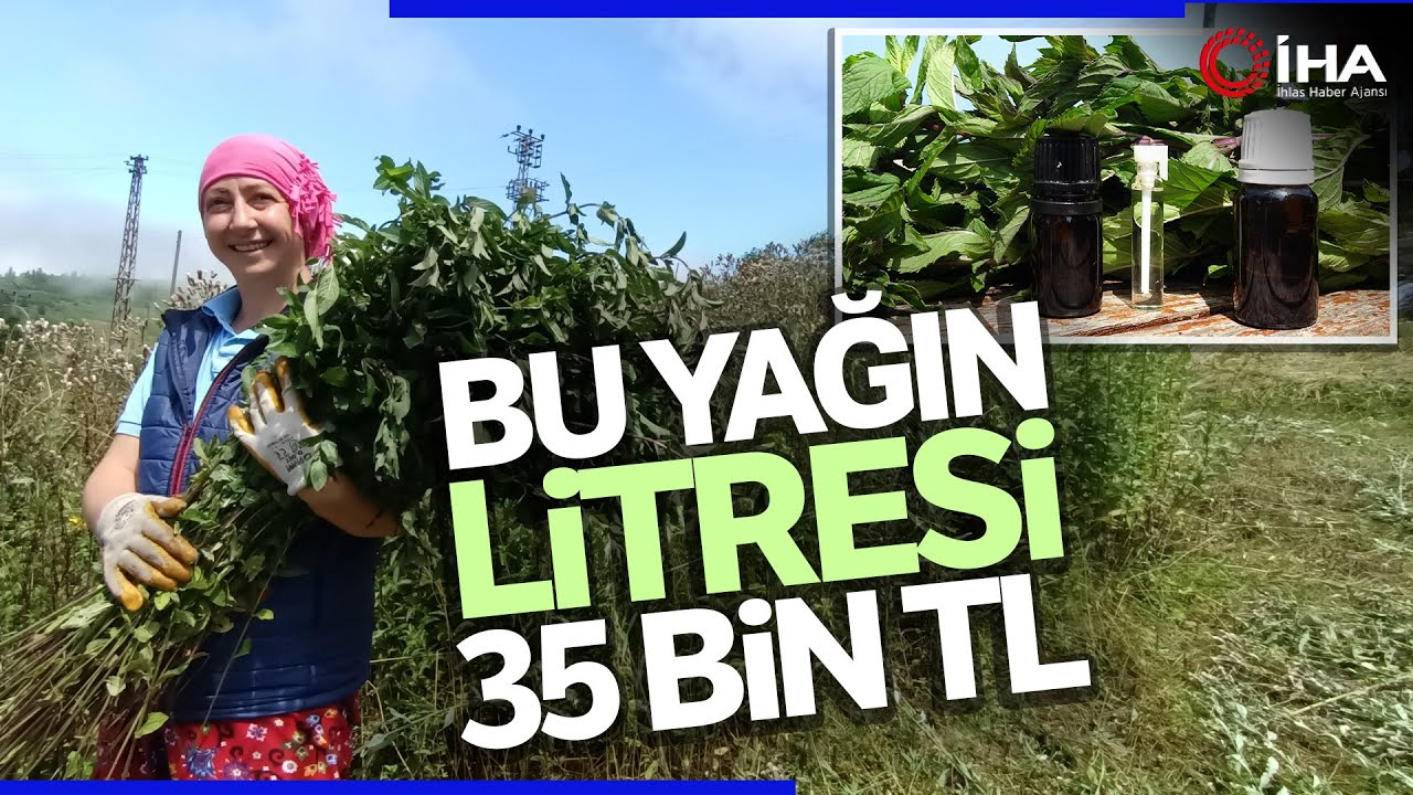 Bu Yağın Litresi 35 Bin TL