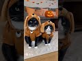 Milo and Juno for Hallloween