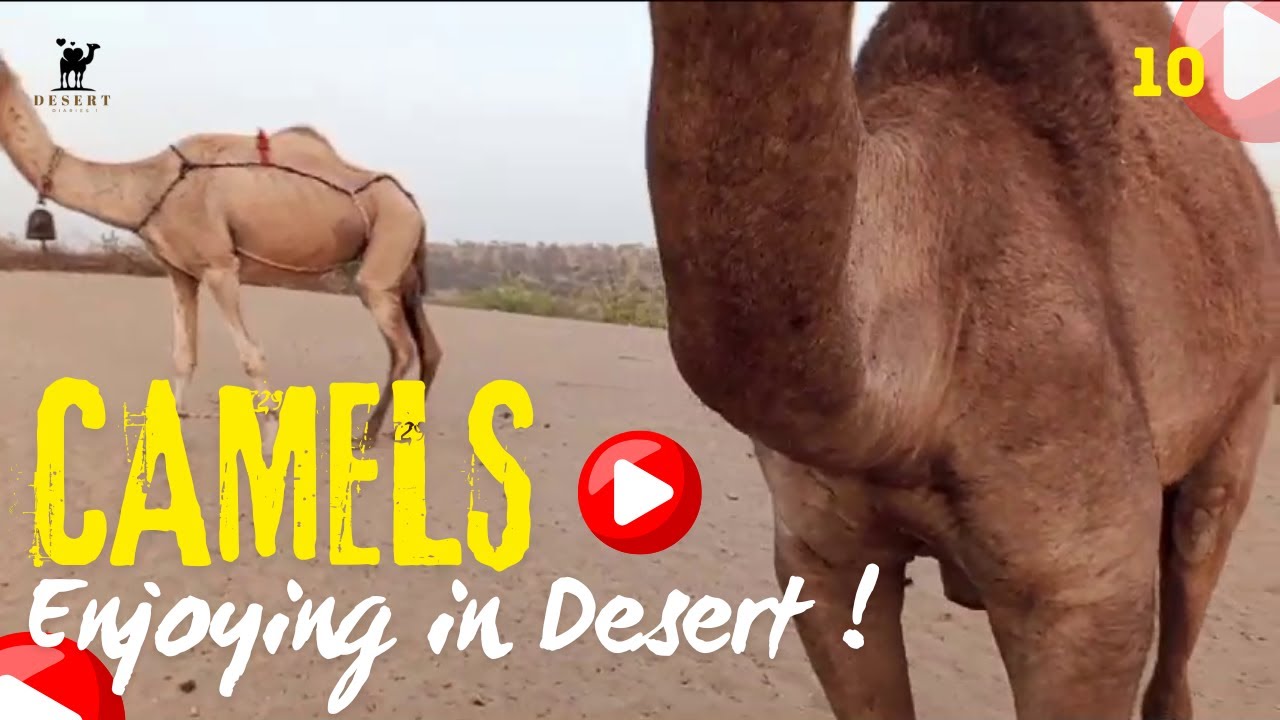 Camels Enjoying in Desert | Camel life |@desertdiaries1