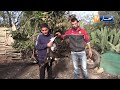غليزان بإمكانيات بسيطة يوسف شاب ينشأ مشروعا ناجحا في تربية الدجاج البلدي 