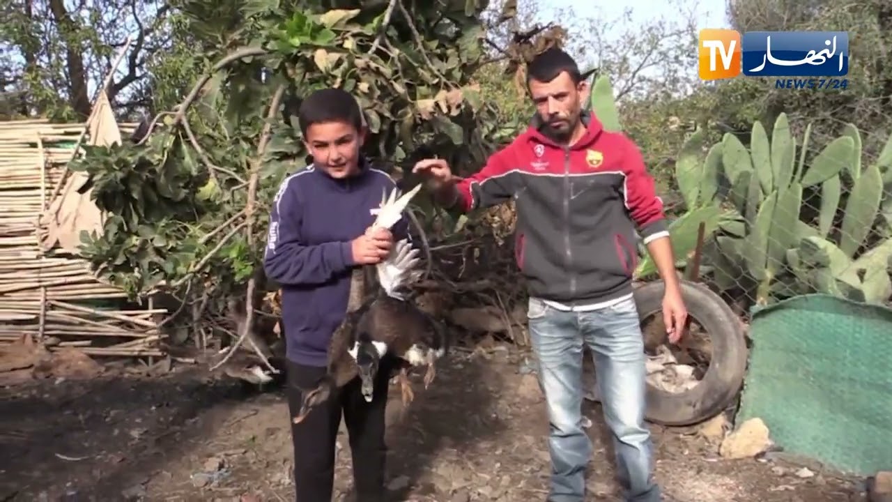 غليزان / بإمكانيات بسيطة ..  يوسف شاب ينشأ مشروعا ناجحا في تربية الدجاج البلدي