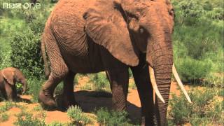Maya The Elephants First 10 Days - Planet Earth Live - Bbc