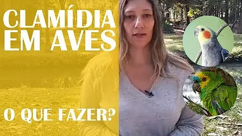 Como tratar Clamidiose em aves?