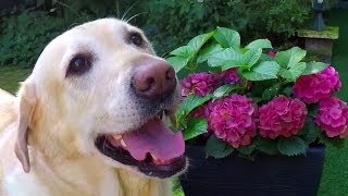 My SWEET dog Labrador/Retriever age 4 1/2 years - I'LL BE THERE