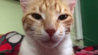 I Got Attacked by a Cat Loaf!