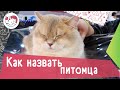 5 советов, как назвать питомца