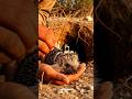 “Inside the Burrow: Real POV Footage From a Camera-Mounted Desert Hedgehog”
