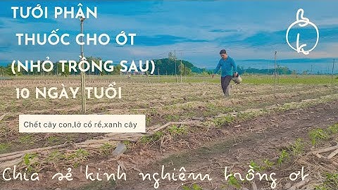 TƯỚI PHÂN CHO ỚT (NHỎ TRỒNG SAU) ĐƯỢC 10 NGÀY TUỔI