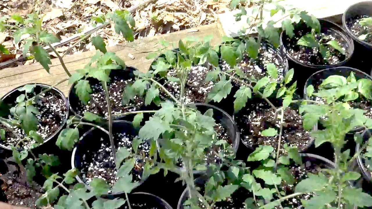 POTTING UP PLANTS WATCH HOW I DO IT (OAG) YouTube