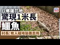 八鄉有鱷魚｜八鄉蓮花地發現一米長鱷魚 村長：有人租地方偷養鱷魚及麻鷹