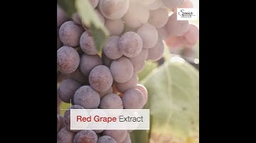 Unlocking the Secrets of MCT Wellness: Exploring the Ingredients