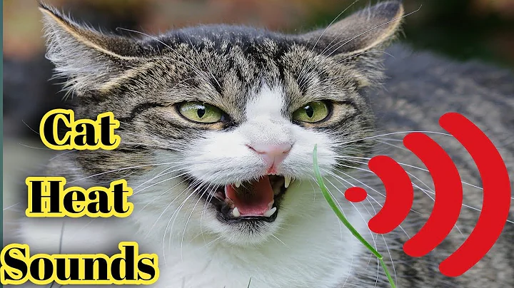 Video 7423241: mating cats meowing, male cat mating, loudly cats kittens, cat mating sound, female cat mating, kitten funny cat sound, cats funny kittens animals, cats meet kittens, cat kittens playing funny