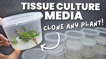 The ULTIMATE GUIDE to Making Tissue Culture Media