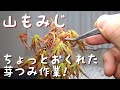 山もみじ　ちょっとおくれた芽つみ作業！