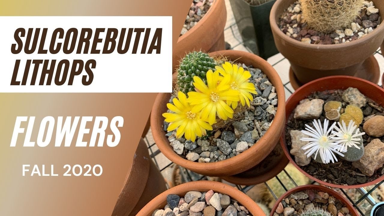 Flowers in Fall (Lithops and Sulcorebutia) | Cactus and Succulents