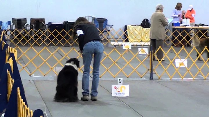Stumptown Dog show.  7/21/13.  Advanced Rally A.  ...