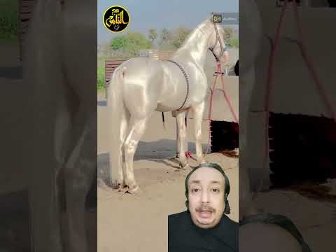 أغرب لون حصان ممكن تشوفه