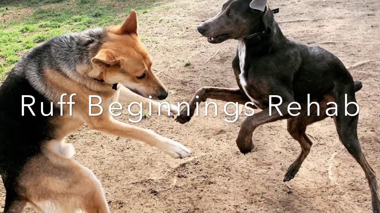 Ecollar Recall in a low distraction environment to create fast recalls dog trainer in delhi