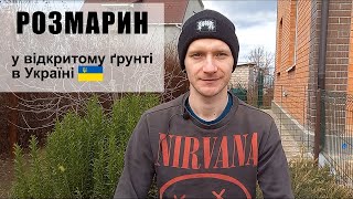 РОЗМАРИН. Вирощування у відкритому ґрунті без укриття. Rosemary in Ukraine.