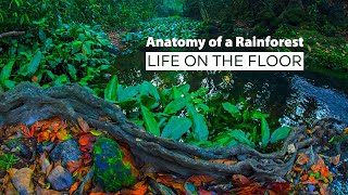 Anatomy of a Rainforest: Life on the Floor