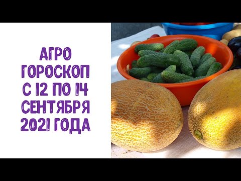 Video: Августта өлкөдө кандай гүлдөрдү отургузса болот? Үрөн менен отургузуу үчүн бакча гүлдөрү. Кандай пияз гүлдөрдү отургузуу керек?