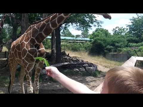 Child Eaten by Giraffe