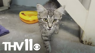 Changes coming to Jacksonville Animal Shelter
