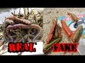 Berkley Gulp! Sandworm VS. Live Pile Worm - Which Will Catch More Fish?