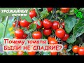 4 НЕ, из-за которых томаты БЫЛИ НЕ СЛАДКИЕ! А какие сорта томатов вас порадовали или удивили?