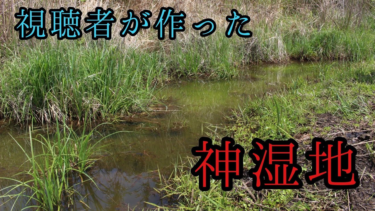 視聴者様が作ったビオトープが最高過ぎた！！