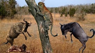 Mother Wildebeest Looking For Food | Baby Wildebeest Was Hunted By Leopard