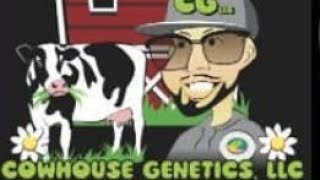 High Society Reviews Ft @CowHouseGenetics Starfighter Gas V2