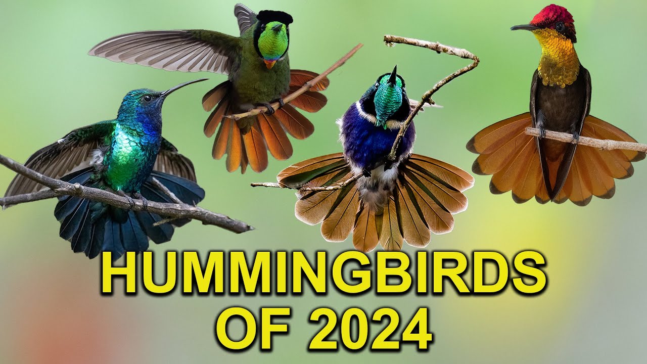 25 HUMMINGBIRDS You Will Adore | Recap 2024 - YouTube