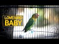 Pancingan Lovebird Baby Belajar Ngekek