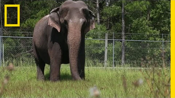 When Ringling Bros. Retires Its Elephants, This is Where They Live | National Geographic