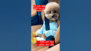 سونا كتير مؤدبة وحلوة ولكن دبور المشاغب اليوم تعاقب 