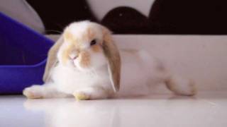 Roger Bunny  Lazy Cute Miniature Holland Lop Belier Rabbit