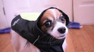 My Bad Wrong Video  // Percy the Papillon Dog by Percy the Papillon 1,315 views 3 years ago 11 seconds