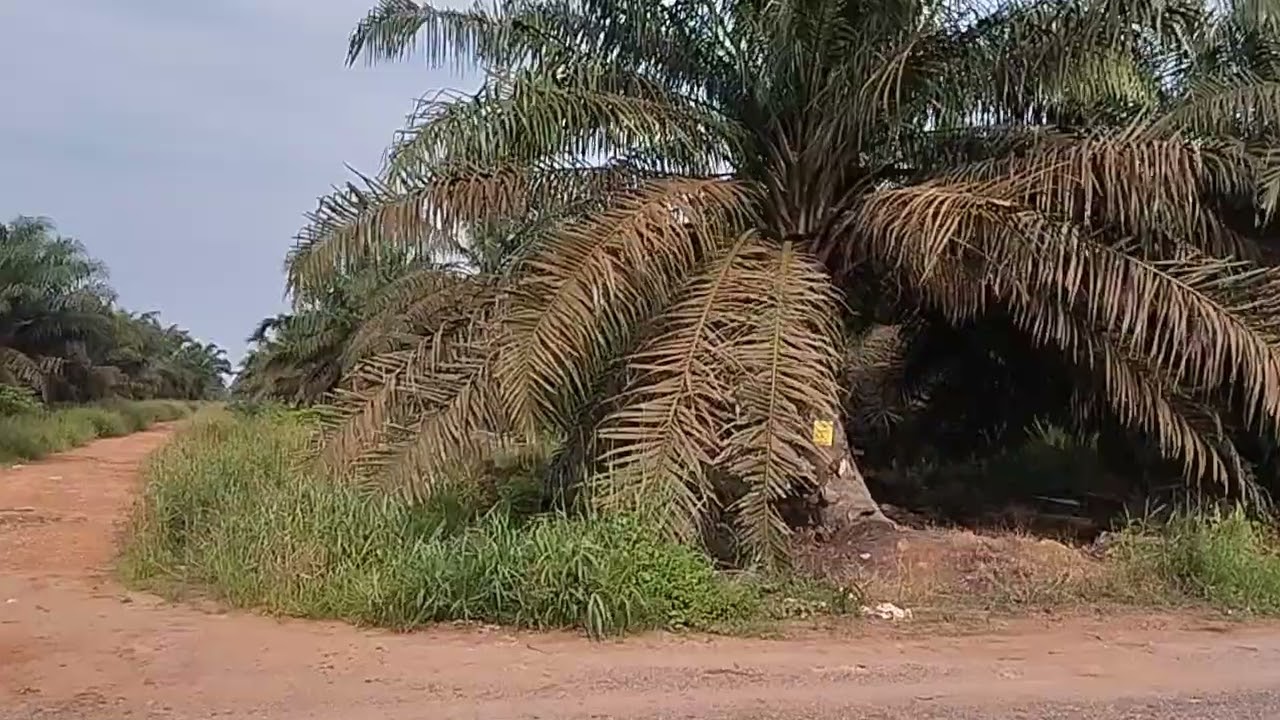 Varietas Socfindo di lahan gambut milik PT usia 15 tahun