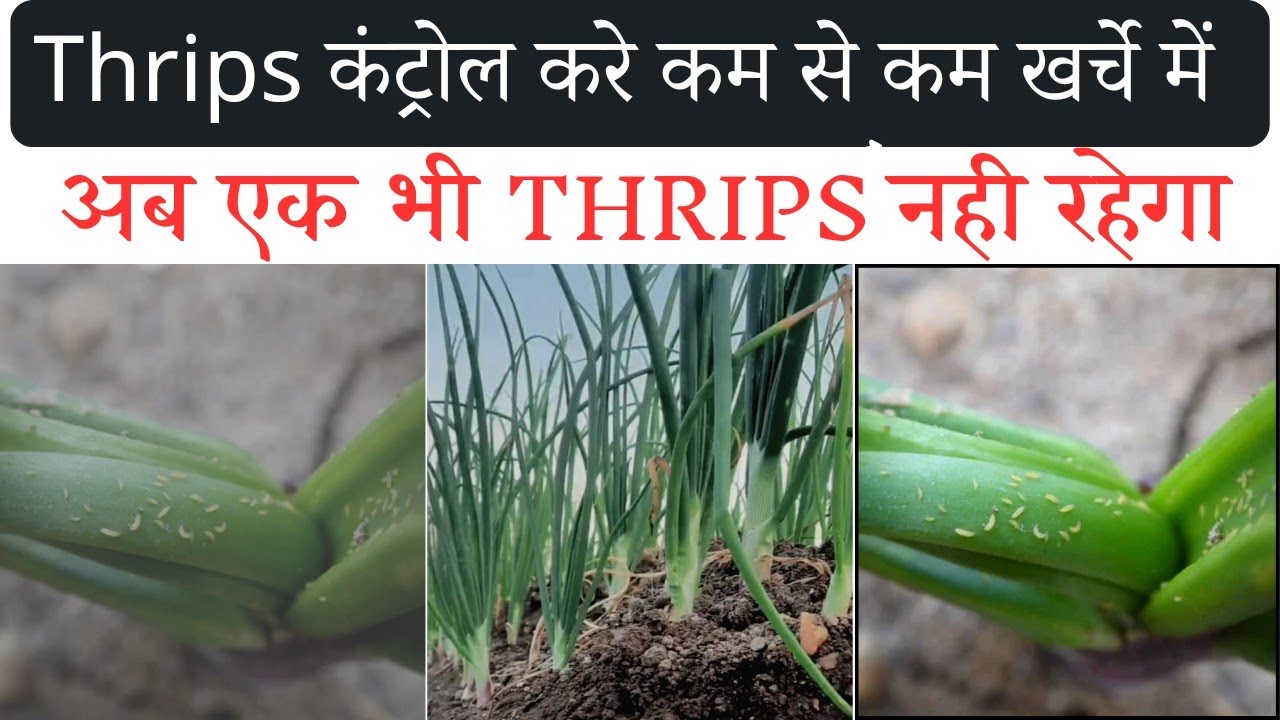 प्याज में थ्रिफ्स कंट्रोल करने के लिए जबरदस्त उपाय।How to control thrips.Onion Farming.प्याज की खेती