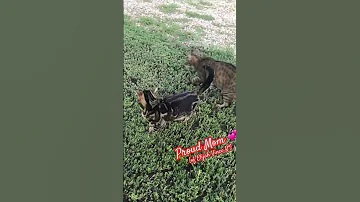 I Love Them All Cat Stressrelief Shortsvideo Love Catlovers 