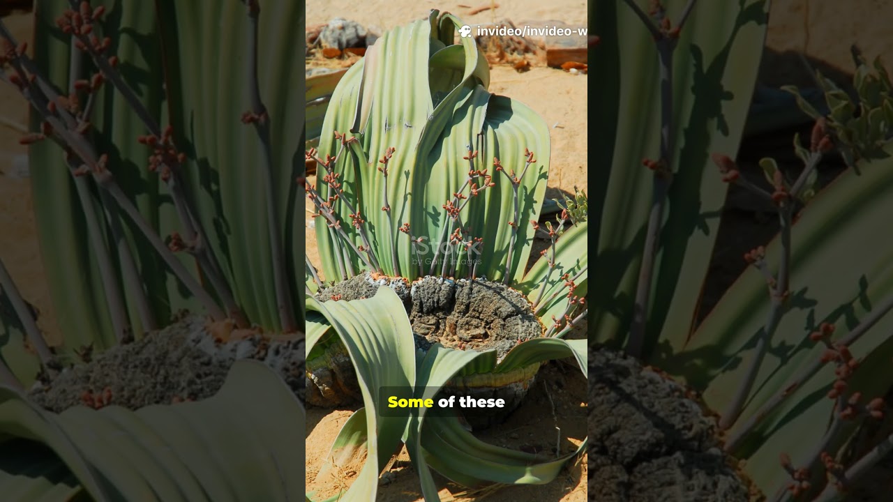 Meet the immortal plant. It only grows two leaves and can live for over a thousand years.