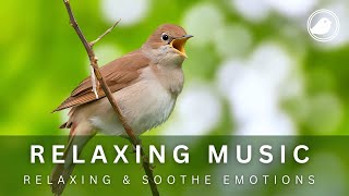 RELAXING MUSIC with BIRD SOUNDS┇Piano Music  Reduce Stress and Heal Your Soul