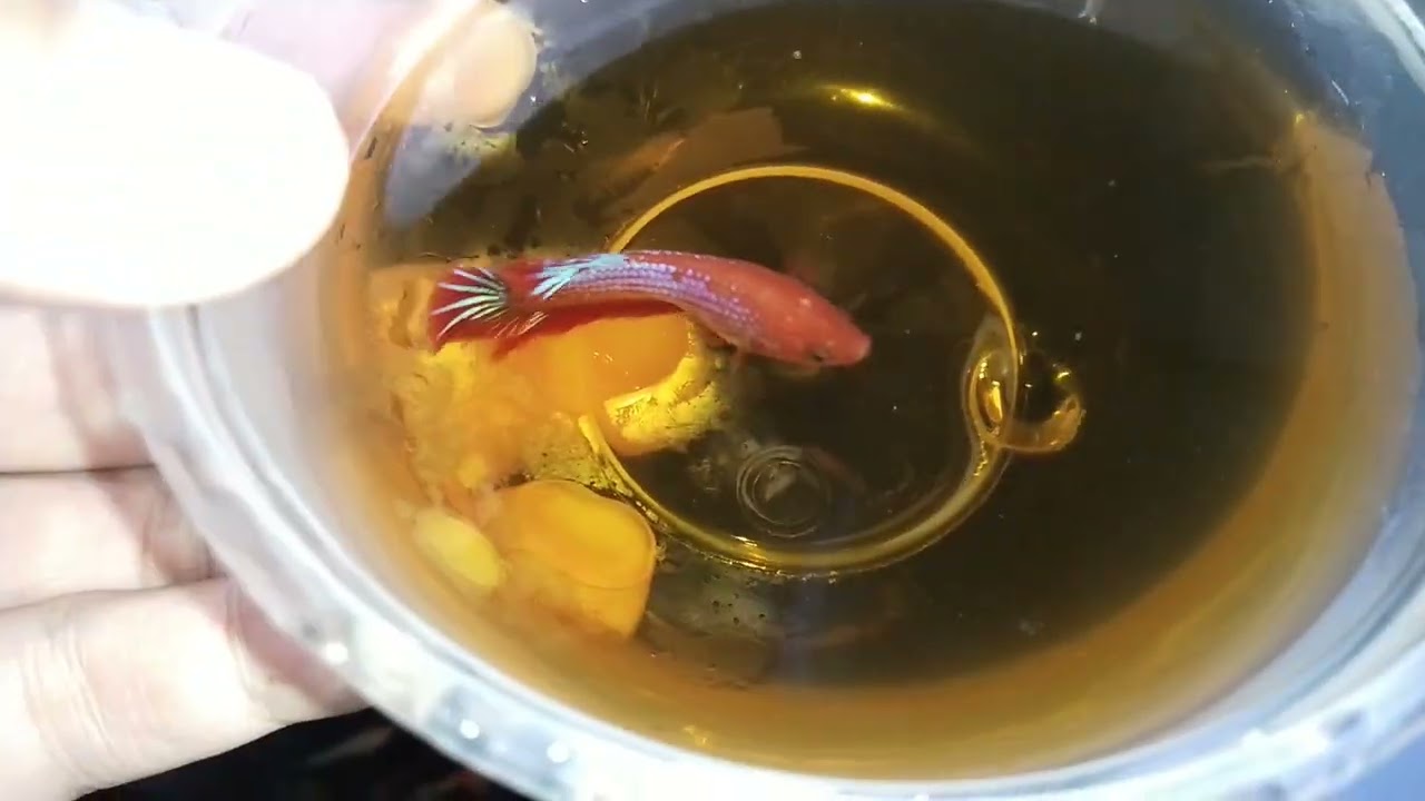 Saling Silang, Silang Saling