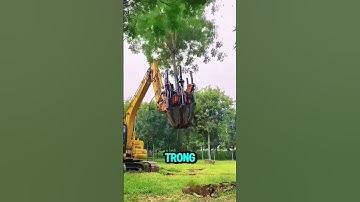 CỔ MÁY BỨNG CÂY TRONG NÔNG NGHIỆP #shorts