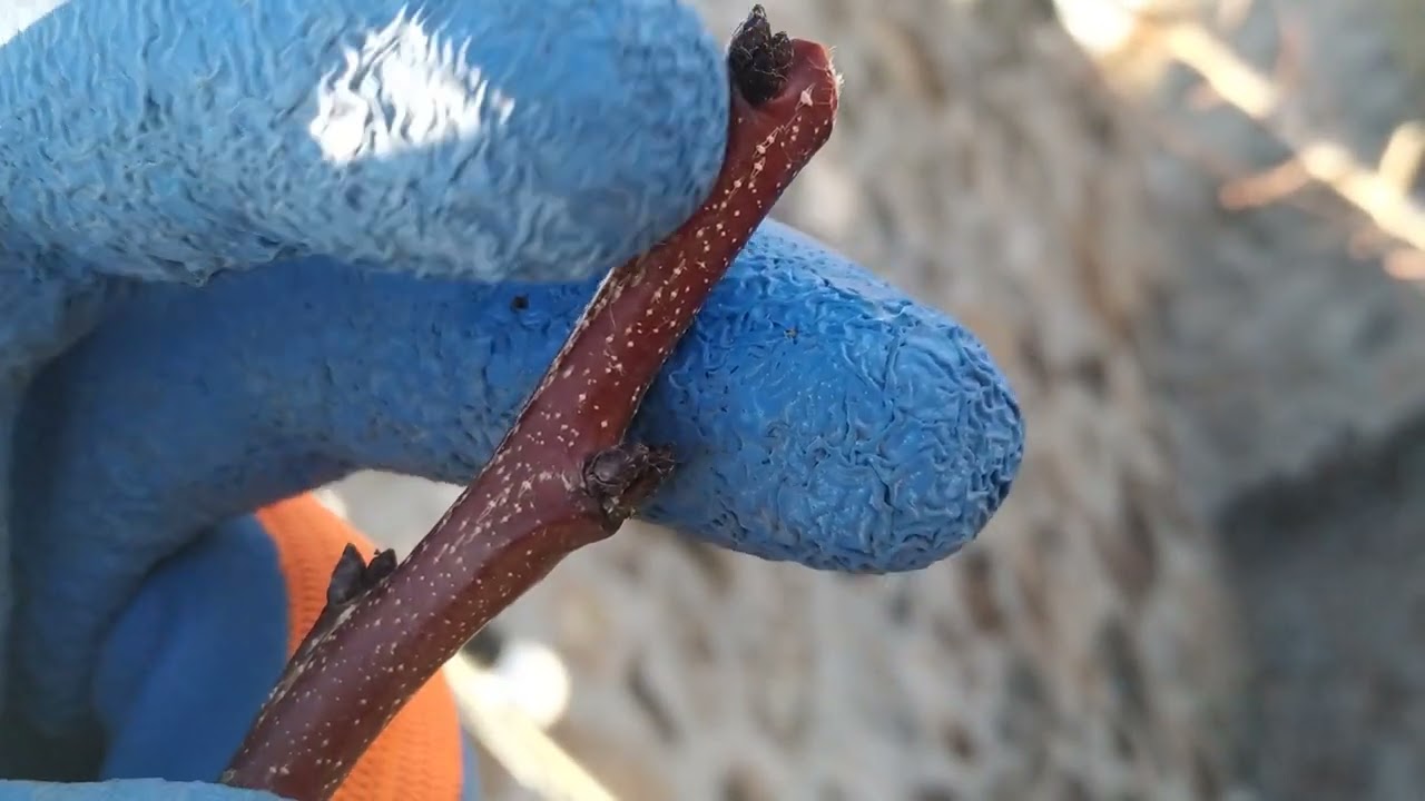 Էտի մասին։Ծառը ծիրանենի է,որտեղ ներկայացնում եմ ինչքան կարևոր է ծառը հանգստի շրջանում էտել