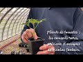 Plants de tomates  les conseils rares prcieux et uniques de nicolas toutain