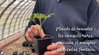 Plants de tomates : les conseils rares, précieux et uniques de Nicolas Toutain.