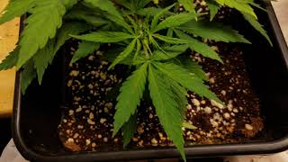 Northern Thunderfuck/Glue Gelato Autoflower Grow (PT.2)