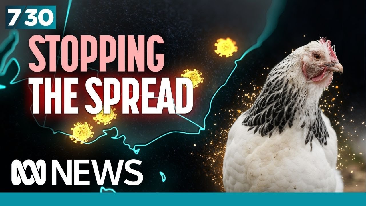 Australia in grip of unprecedented bird flu outbreak | 7.30 - YouTube